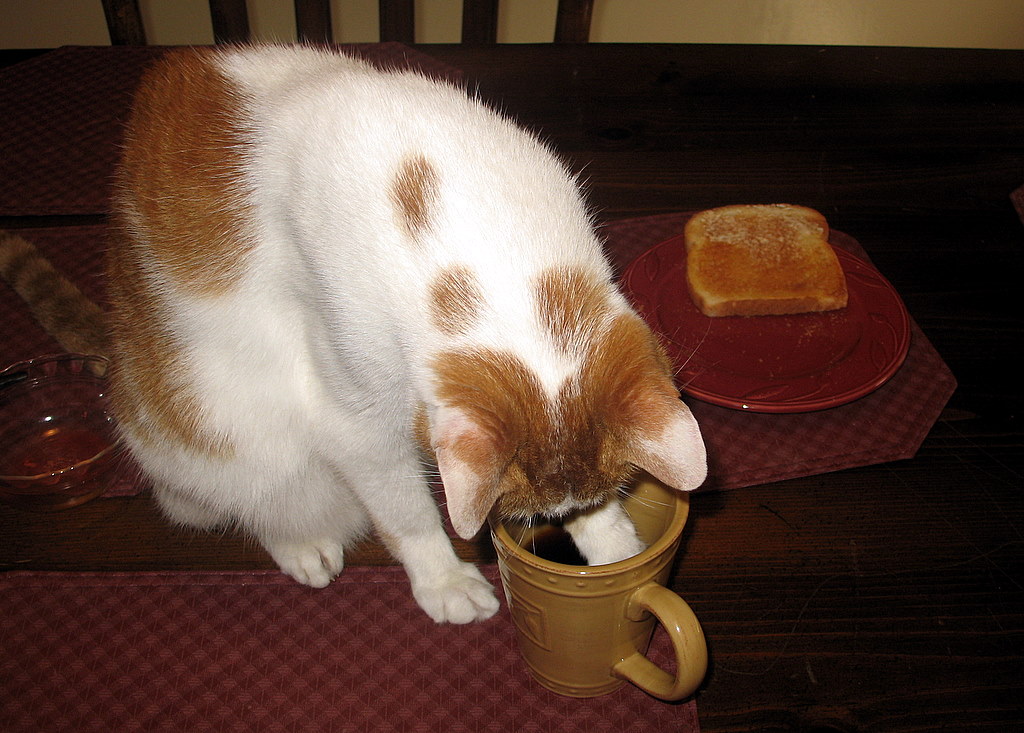 coffee_drinking_cat.jpg