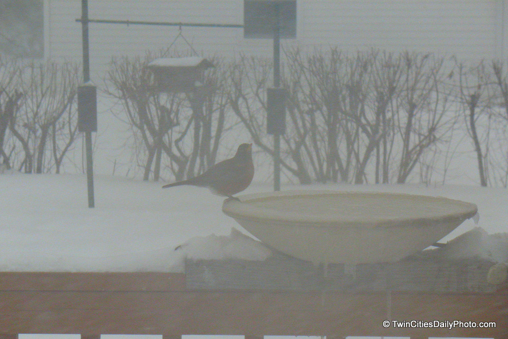 This contribution photo shows a robin who stayed behind for the winter months in Minnesota.