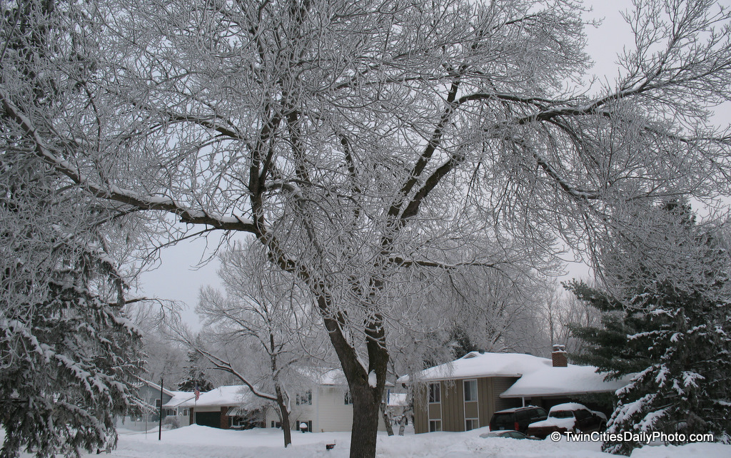 I awoke yesterday morning to a great winter treat. During the middle of the night, a thick frost or fog rolled into my area and frosted the smaller tree branches.
